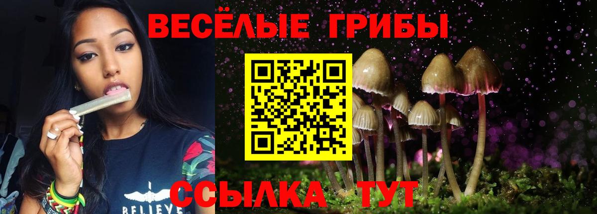 как найти   Вход с VPN  Унеча  Галлюциногенные грибы Psilocybine cubensis 